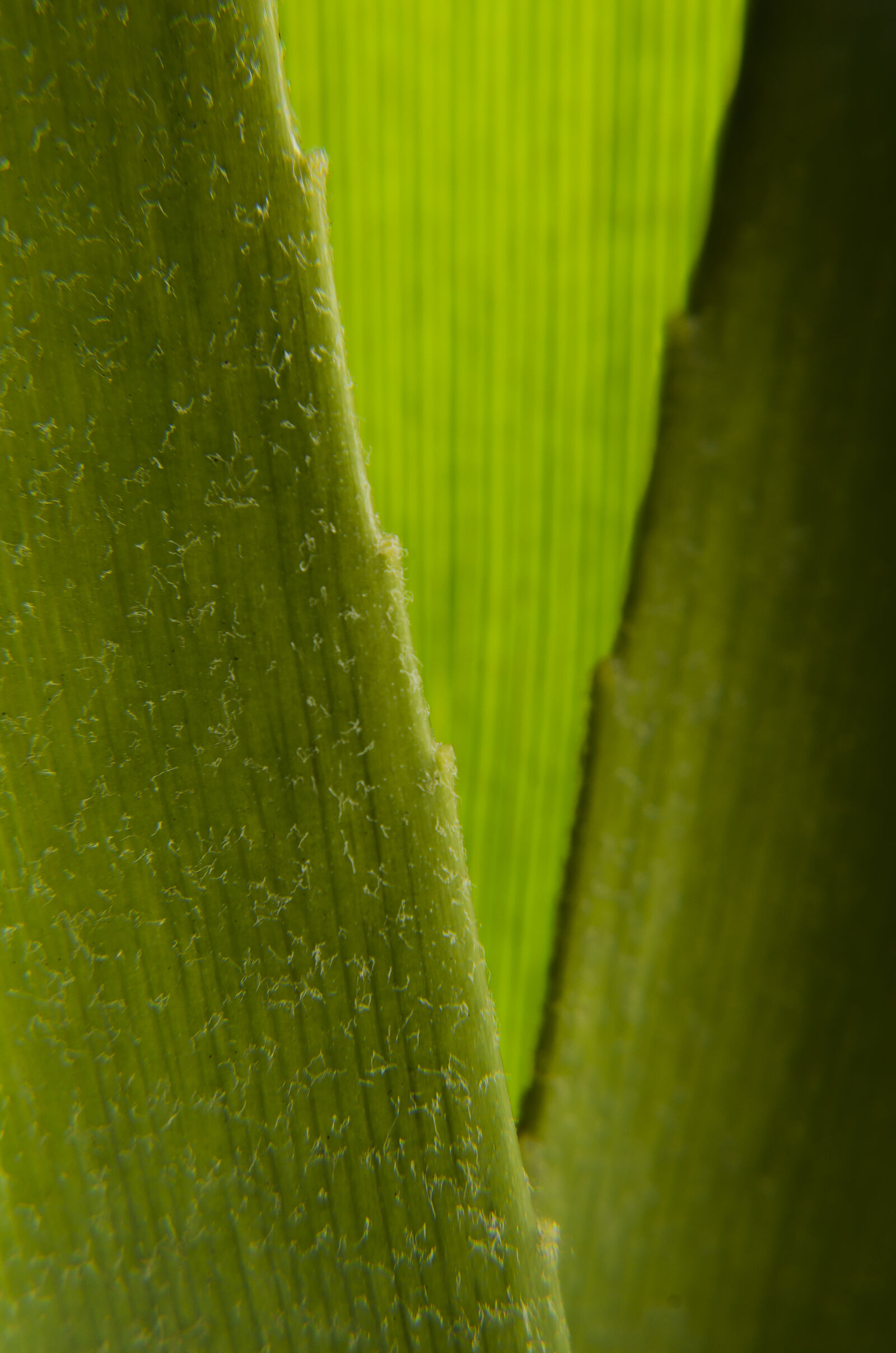 Nikon D7000 + Nikon AF-S Nikkor 50mm F1.8G sample photo. Abstract, abstrato, background, brazilian photography