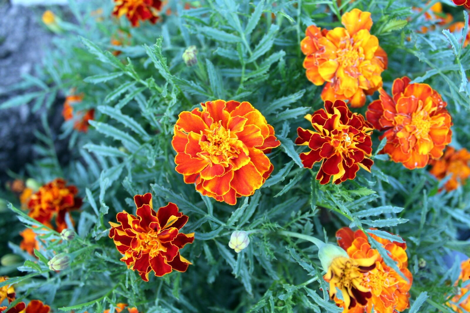 Canon EOS 1200D (EOS Rebel T5 / EOS Kiss X70 / EOS Hi) sample photo. Flower, garden, a garden photography