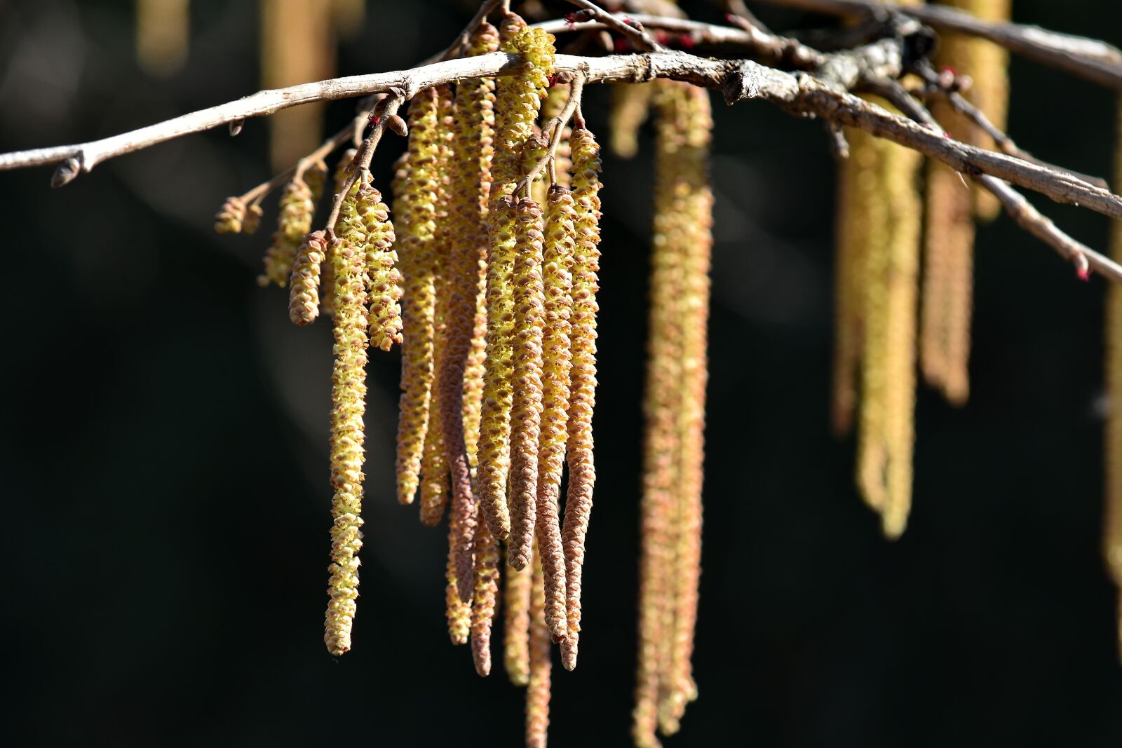 Nikon D5500 sample photo. Branches, hanging, seed, yellowish photography