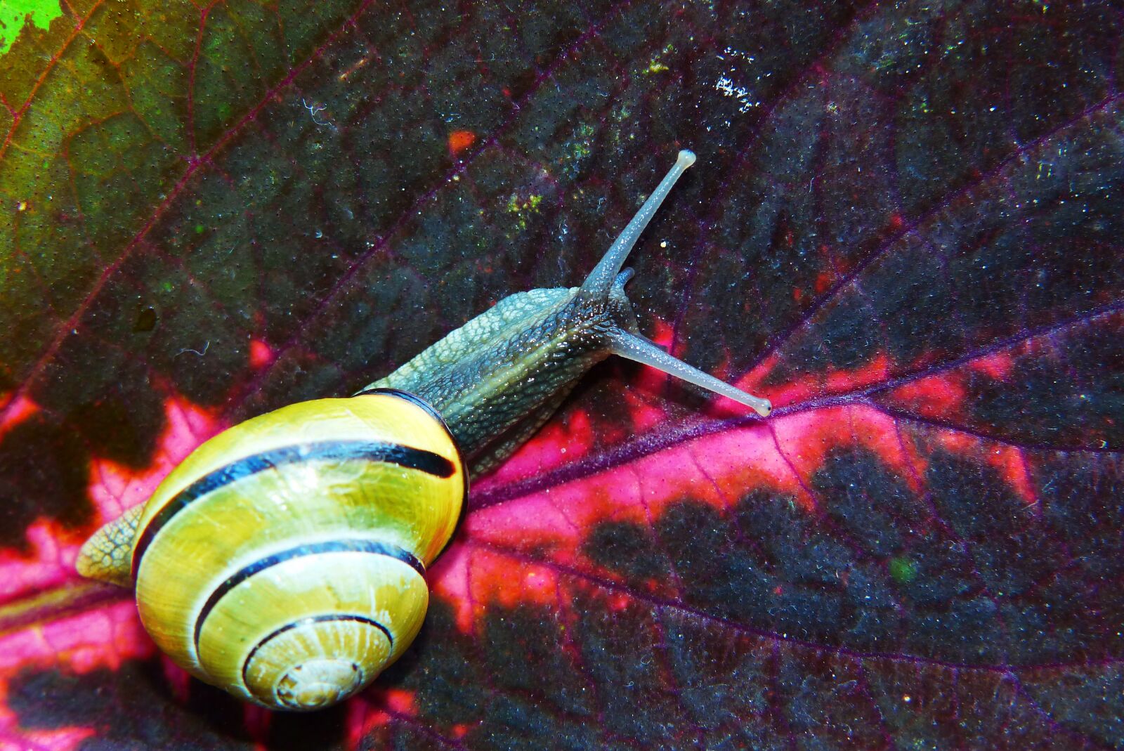 Panasonic Lumix DMC-FZ200 sample photo. Wst yk huntsman, molluscum photography