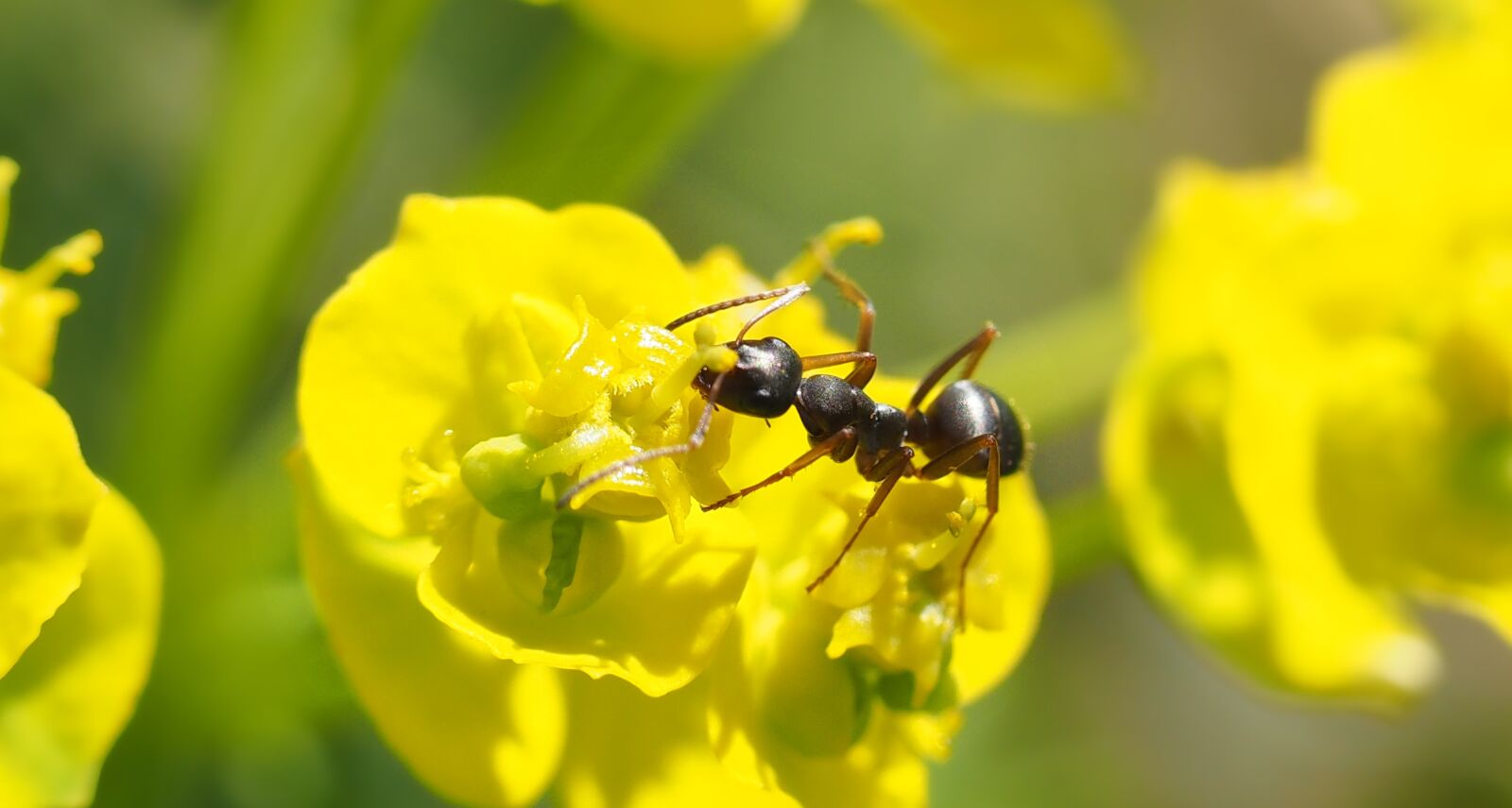 Olympus M.Zuiko Digital ED 60mm F2.8 Macro sample photo. Black ant, on cypress photography