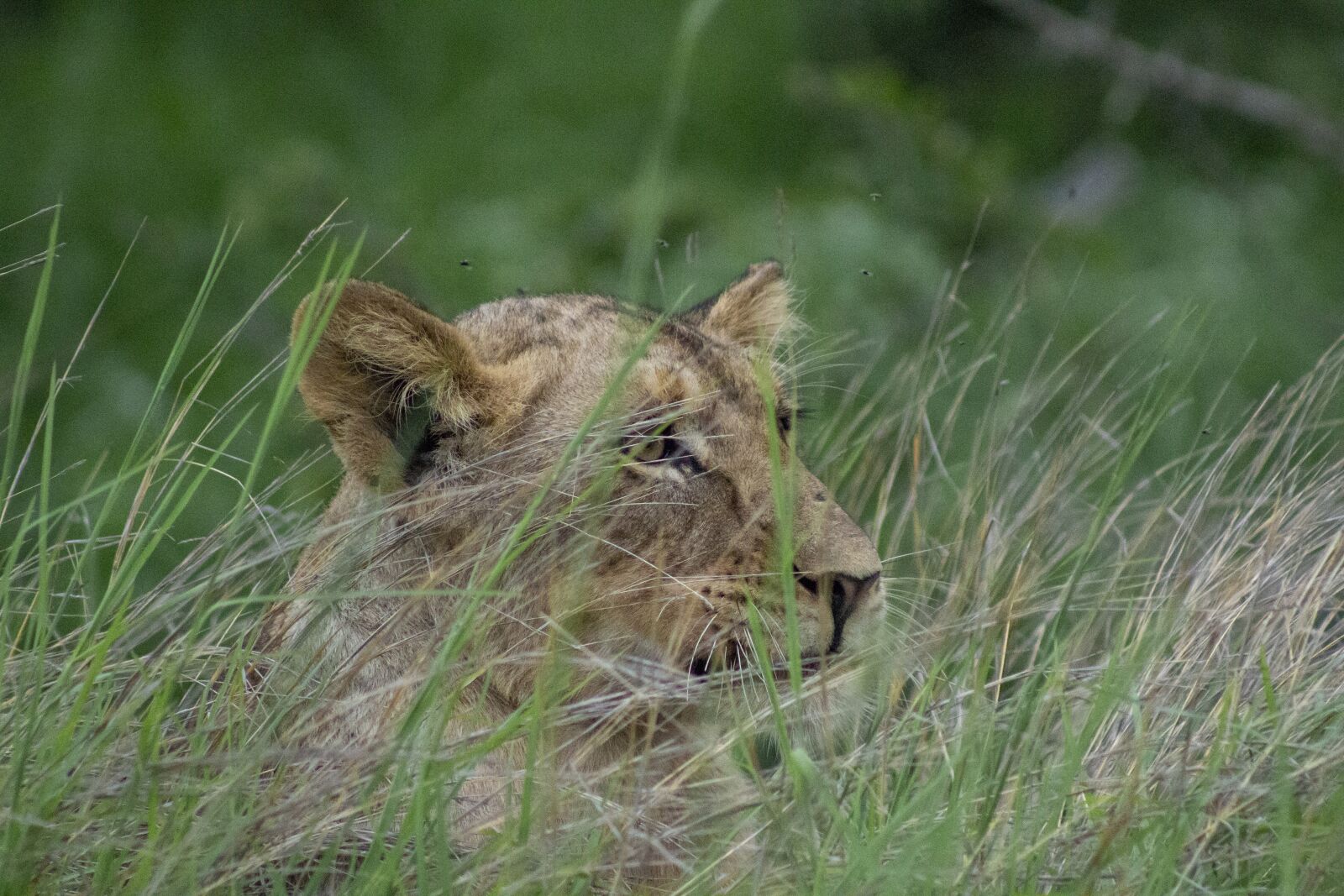 Canon EOS 100D (EOS Rebel SL1 / EOS Kiss X7) sample photo. Lion, lioness, wild animal photography