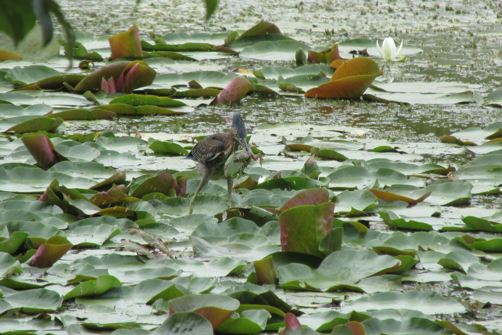 Canon PowerShot SX160 IS sample photo. Pond, bird, frog photography
