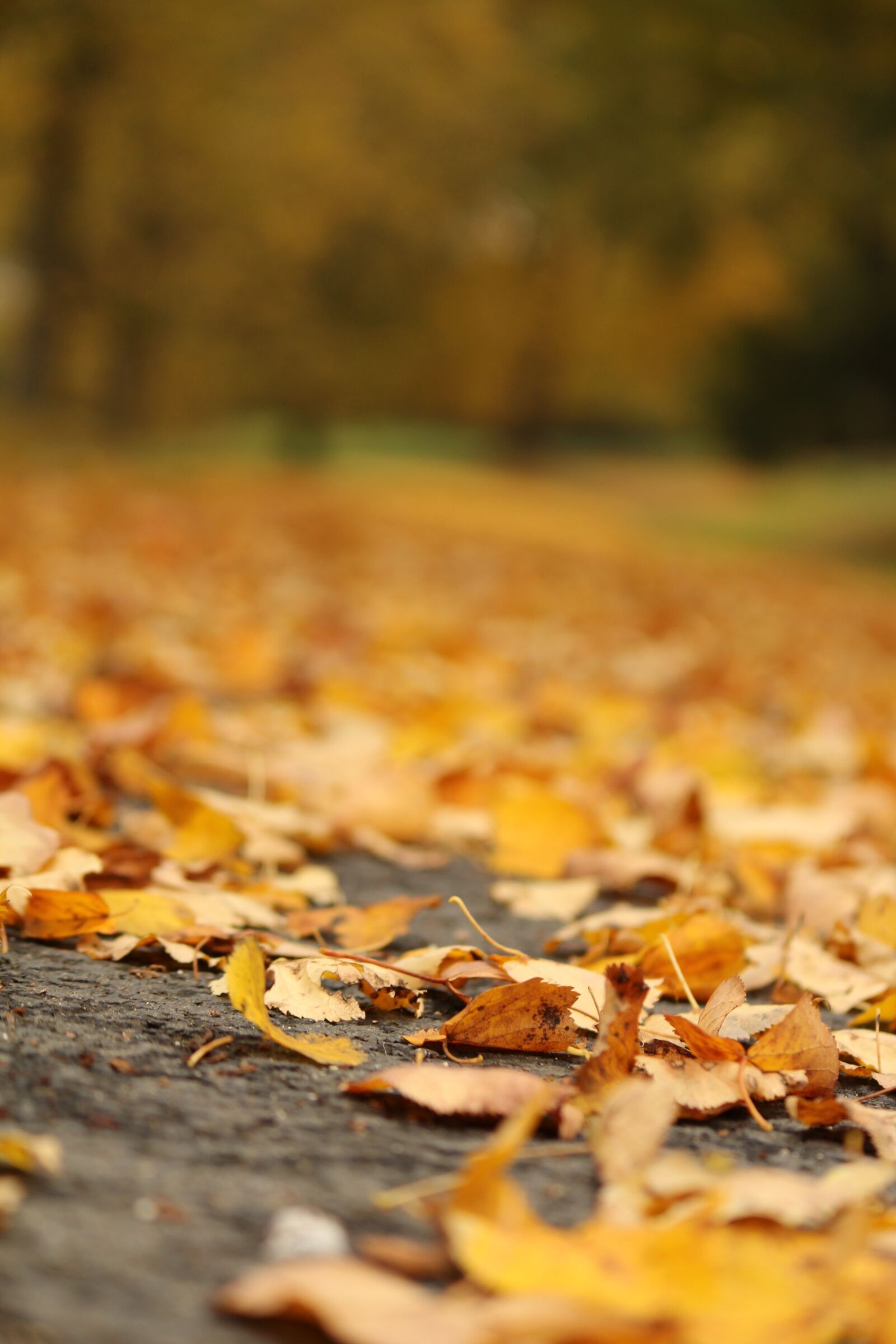 Canon EF-S 55-250mm F4-5.6 IS II sample photo. Autumn, leaf, nature photography