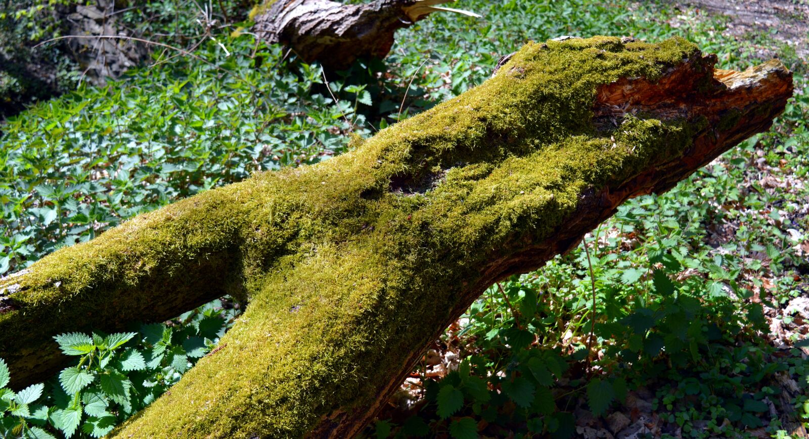 Nikon D3200 sample photo. Log, tree, green photography
