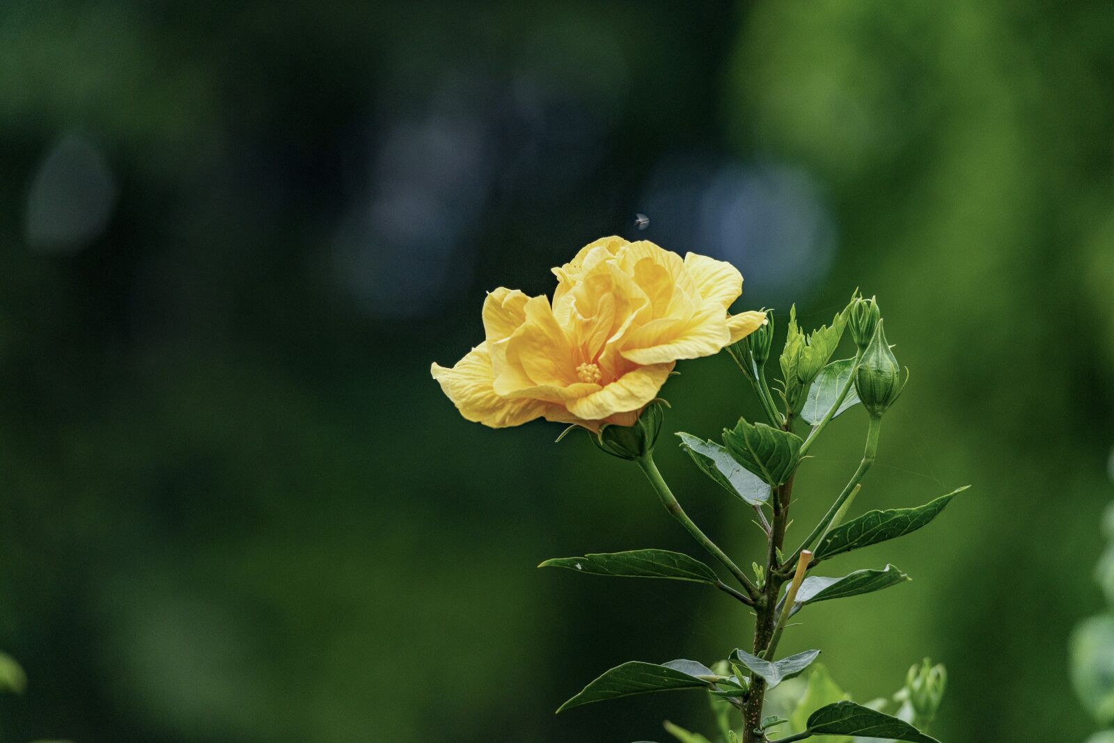 Nikon D810 sample photo. Flower, tree, nice photography