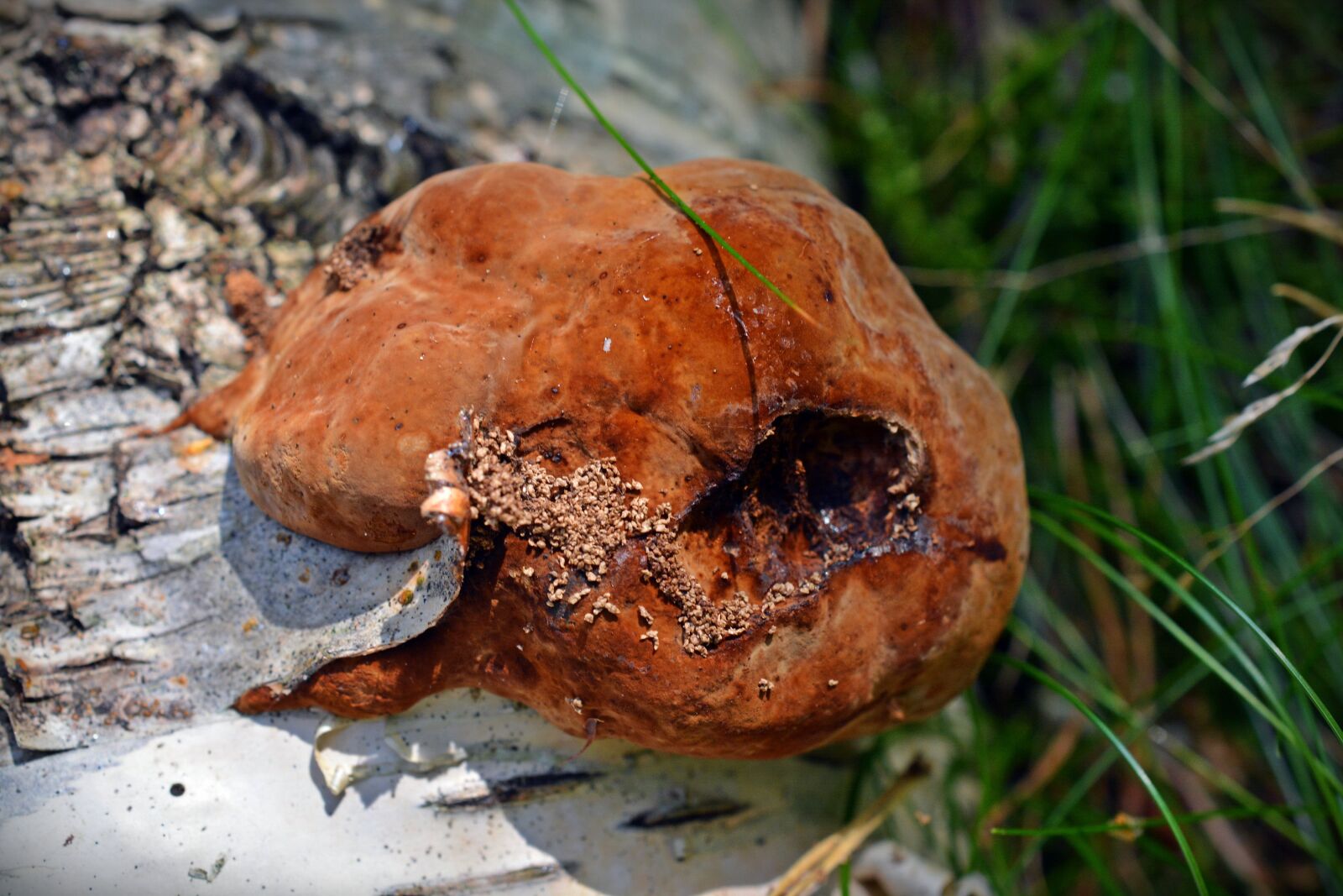 Nikon D5200 sample photo. Mushroom, tree fungus, birch photography