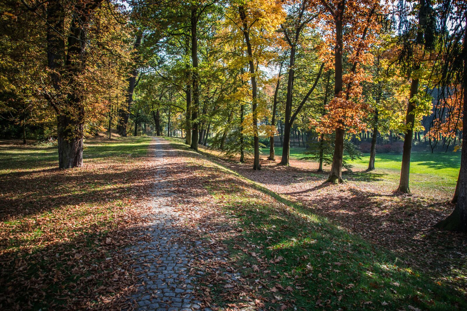 Nikon D5300 sample photo. Autumn, leaves, colorful photography