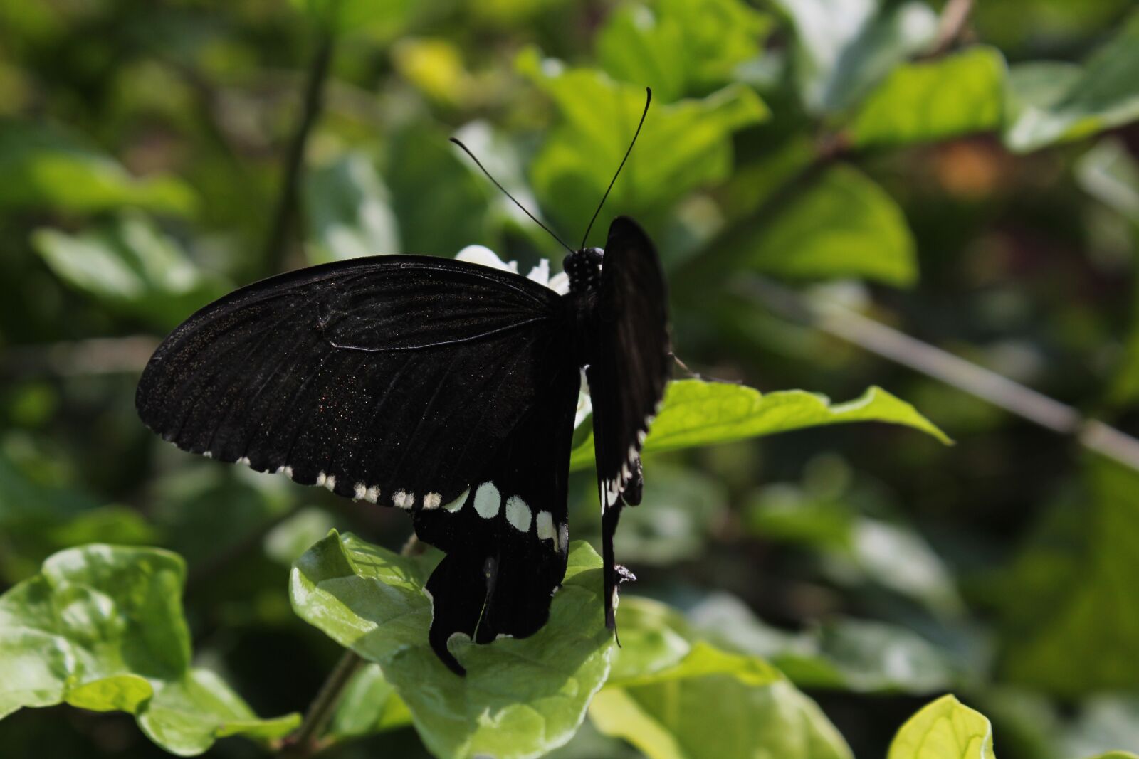 Canon EOS 1300D (EOS Rebel T6 / EOS Kiss X80) sample photo. Butterfly, nature, wing photography