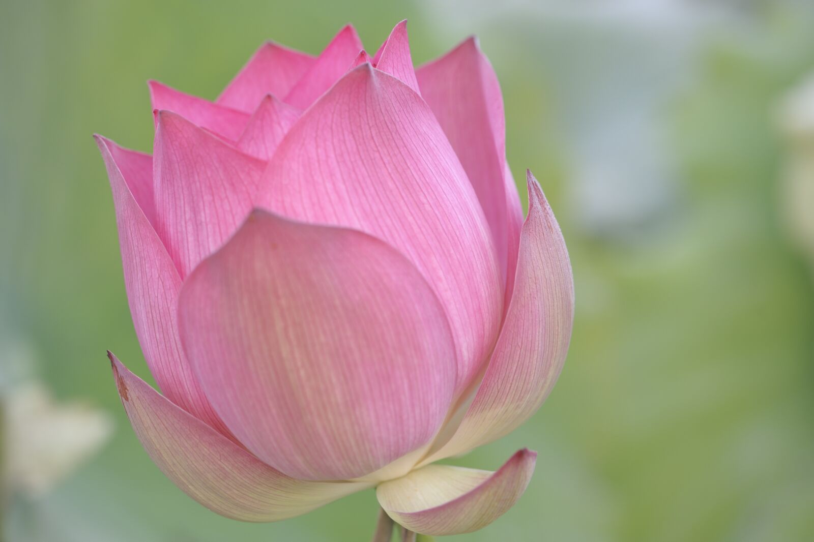 Nikon D700 sample photo. Lotus, blossom, flowers photography