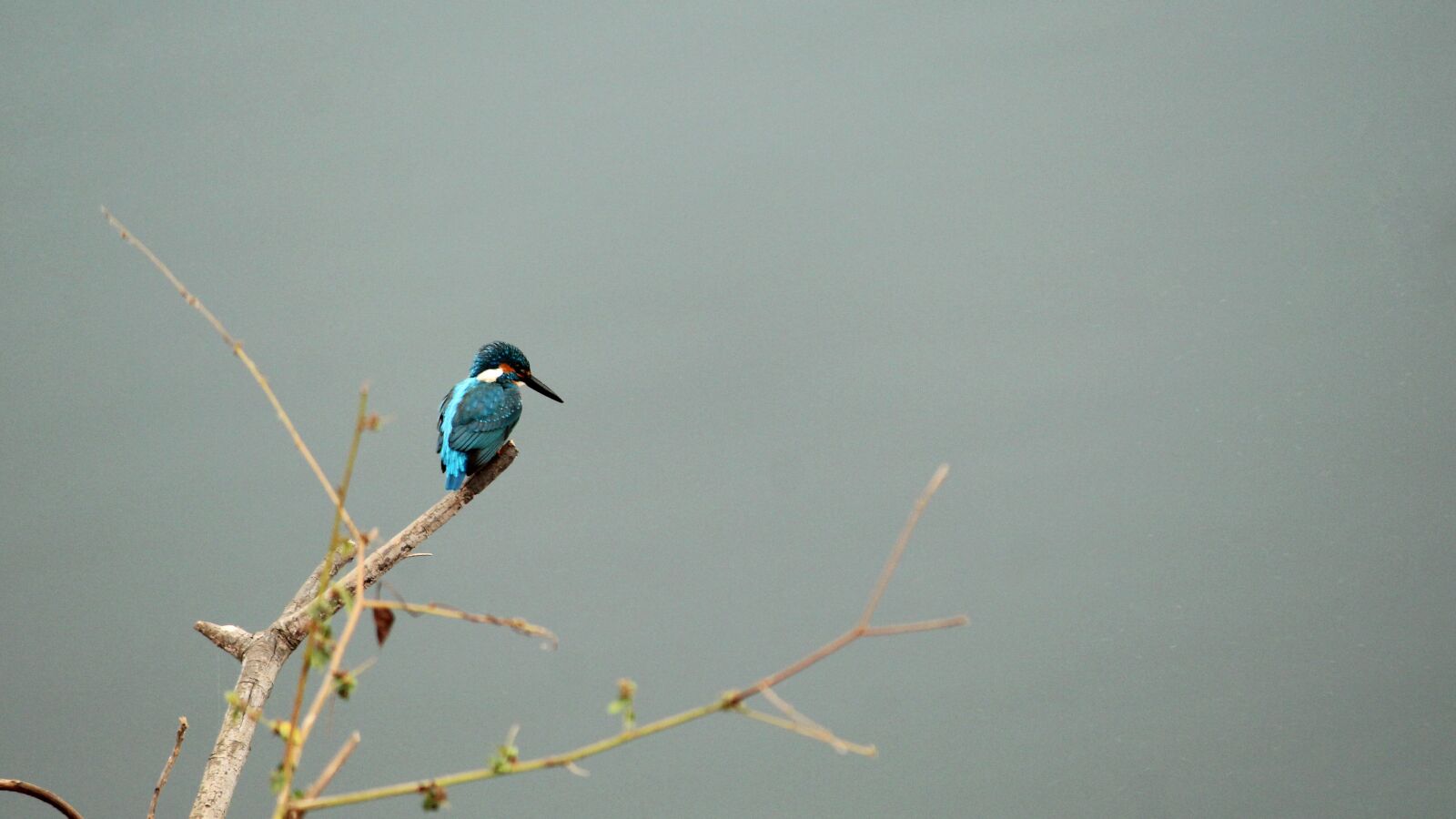 Canon EOS 1300D (EOS Rebel T6 / EOS Kiss X80) sample photo. Common kingfisher, kerala, india photography