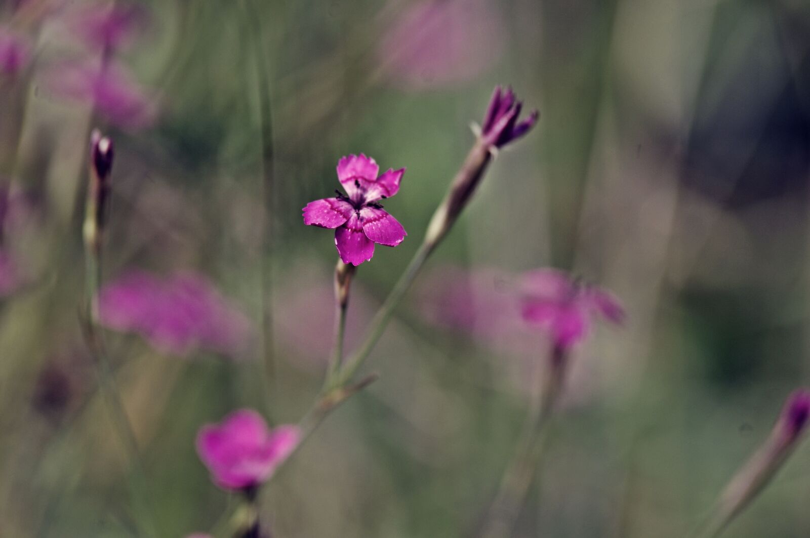 Pentax K-r sample photo. Spring, flower, pink photography