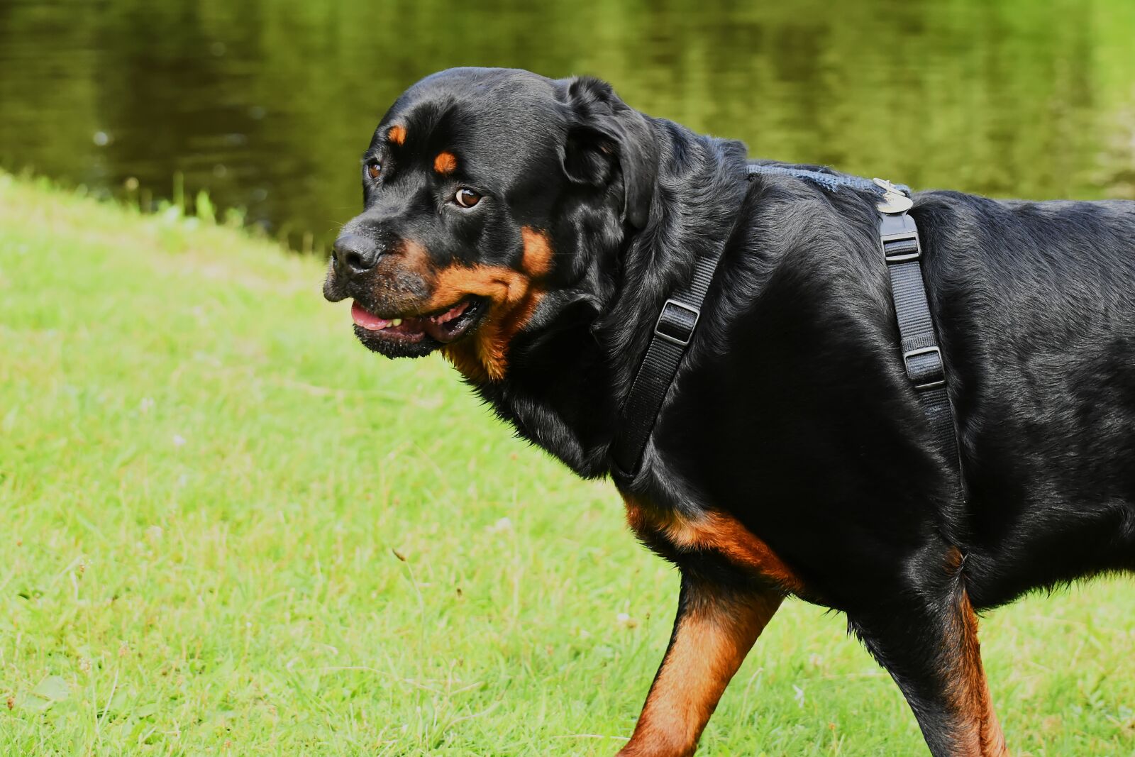 Nikon D7200 sample photo. Rottweiler, purebred dog, animal photography