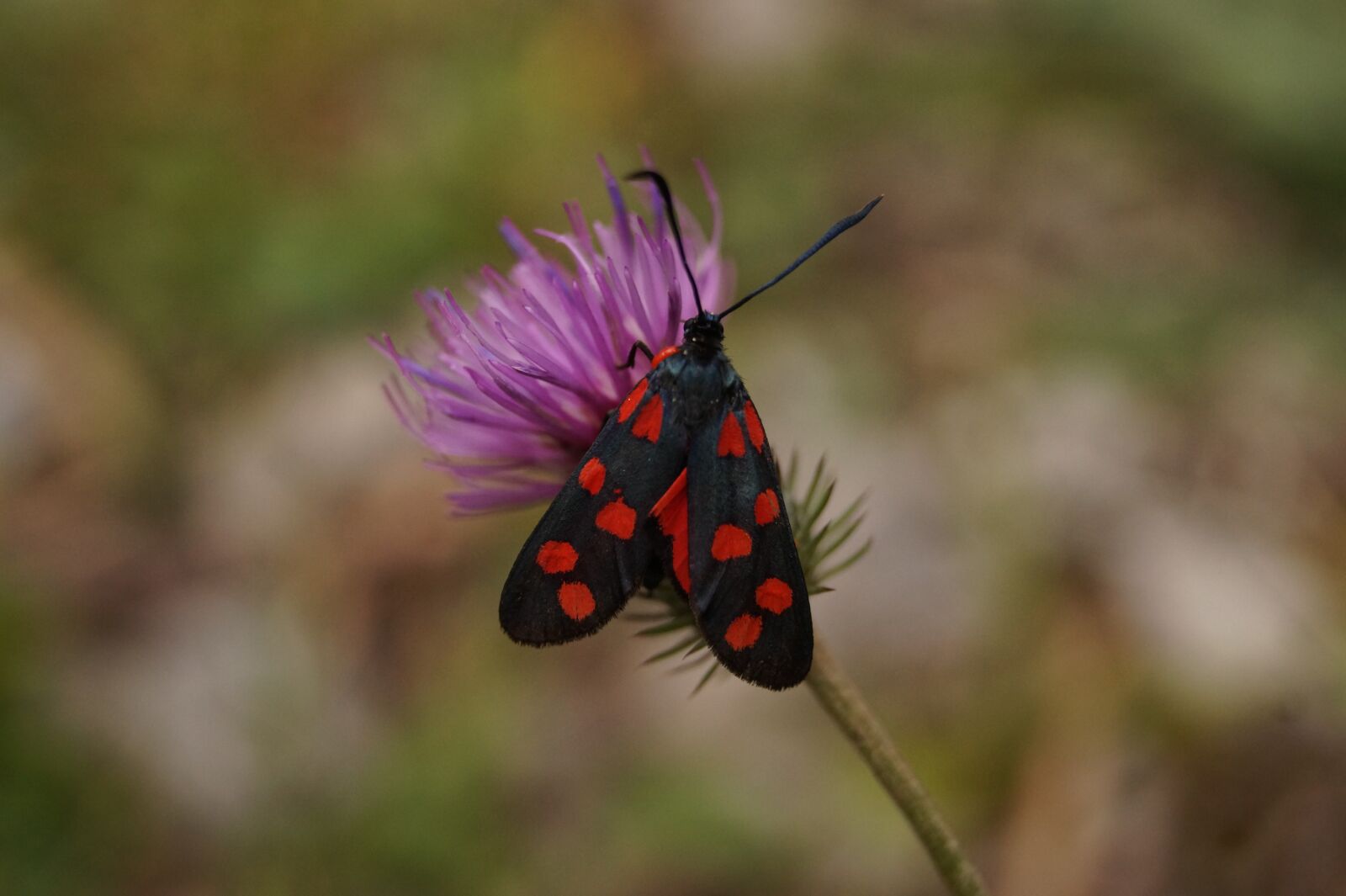 Sony SLT-A58 sample photo. Butterfly, variable rotwidderchen, zygaena photography