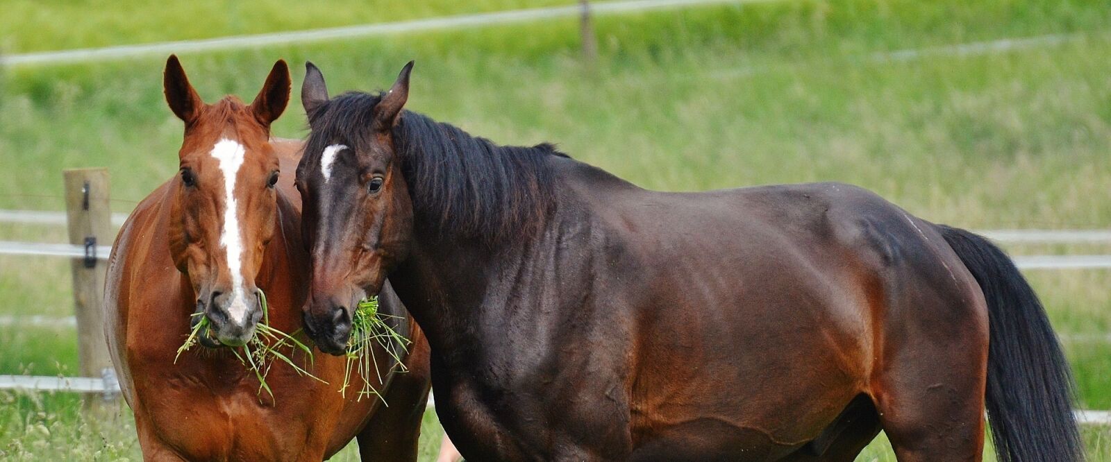 Nikon D3200 sample photo. Horses, for two, coupling photography