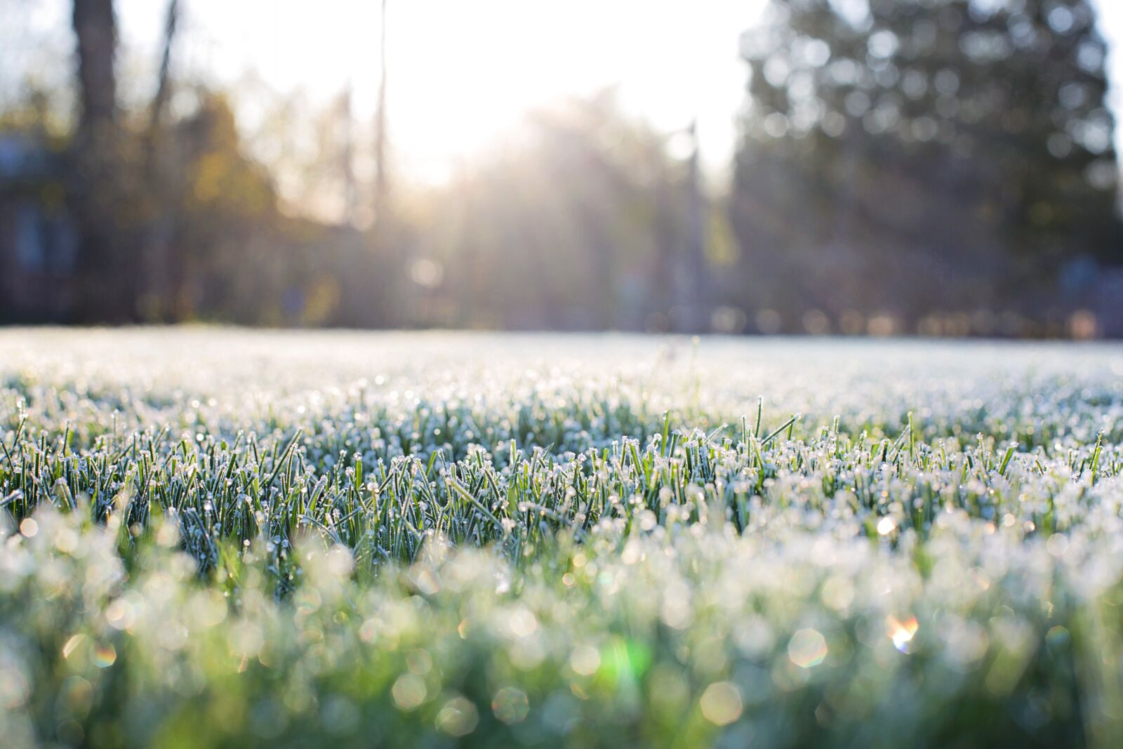 Canon EF 50mm F1.4 USM sample photo. Frost on grass, early photography