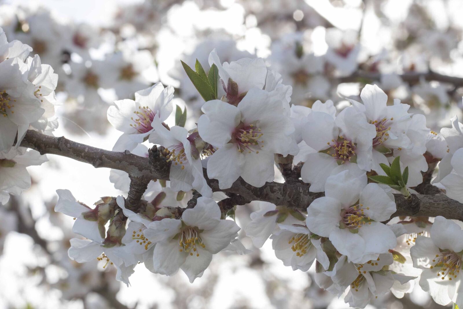 Canon EF 50mm F1.8 STM sample photo. Flowers, spring, flower photography