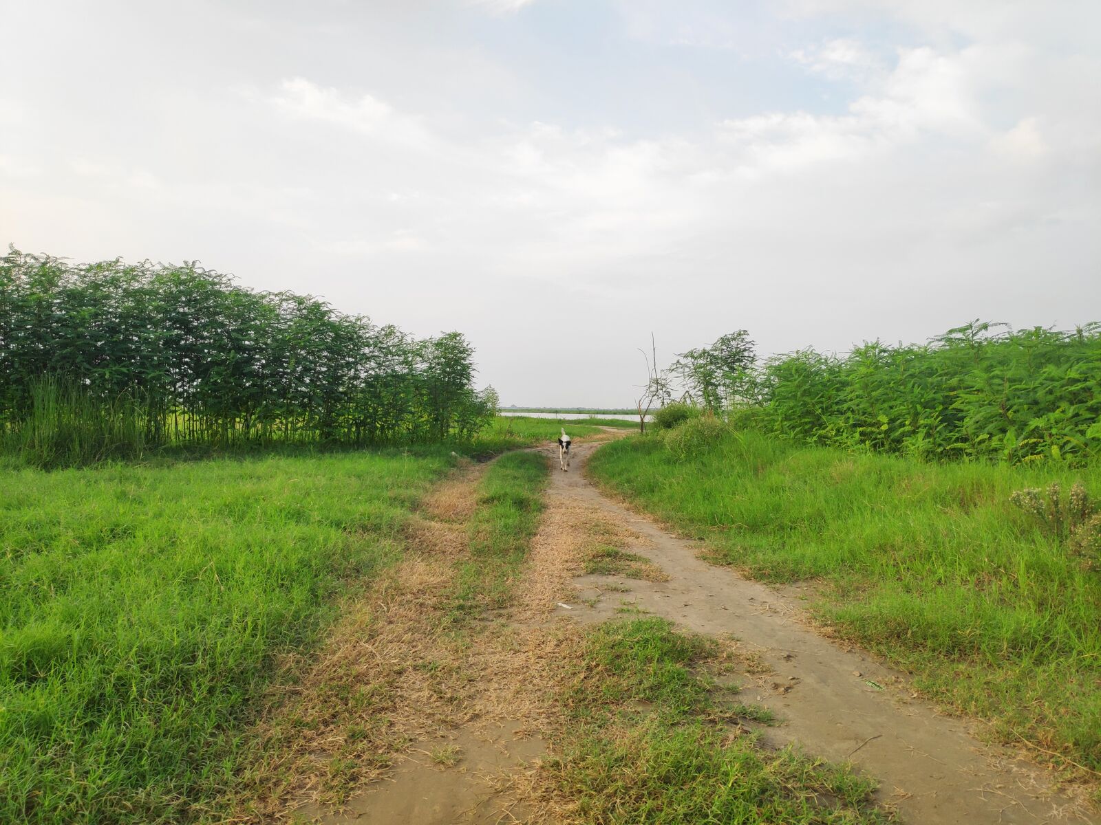 Xiaomi POCO F1 sample photo. Pathway, nature, scenery photography
