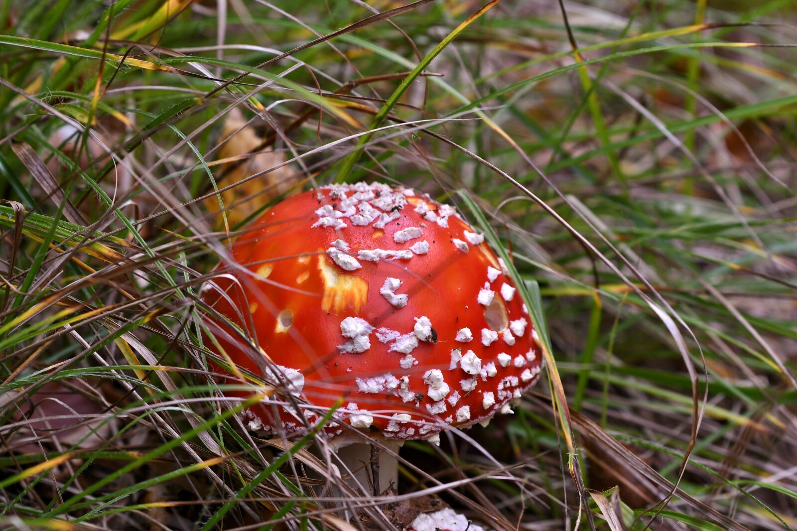 Nikon D500 sample photo. Mushroom, fly agaric, autumn photography