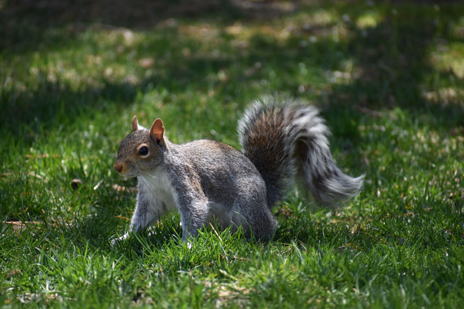 Nikon D3400 sample photo. Squirrel, animal, pest photography