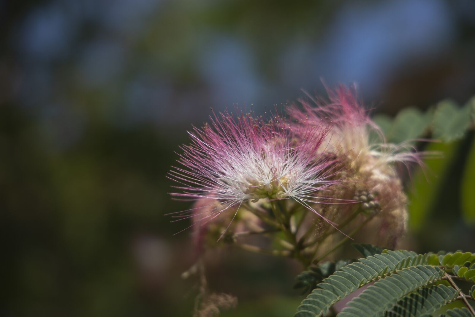 Canon RF 24-105mm F4L IS USM sample photo. Flowers, nature, plant photography