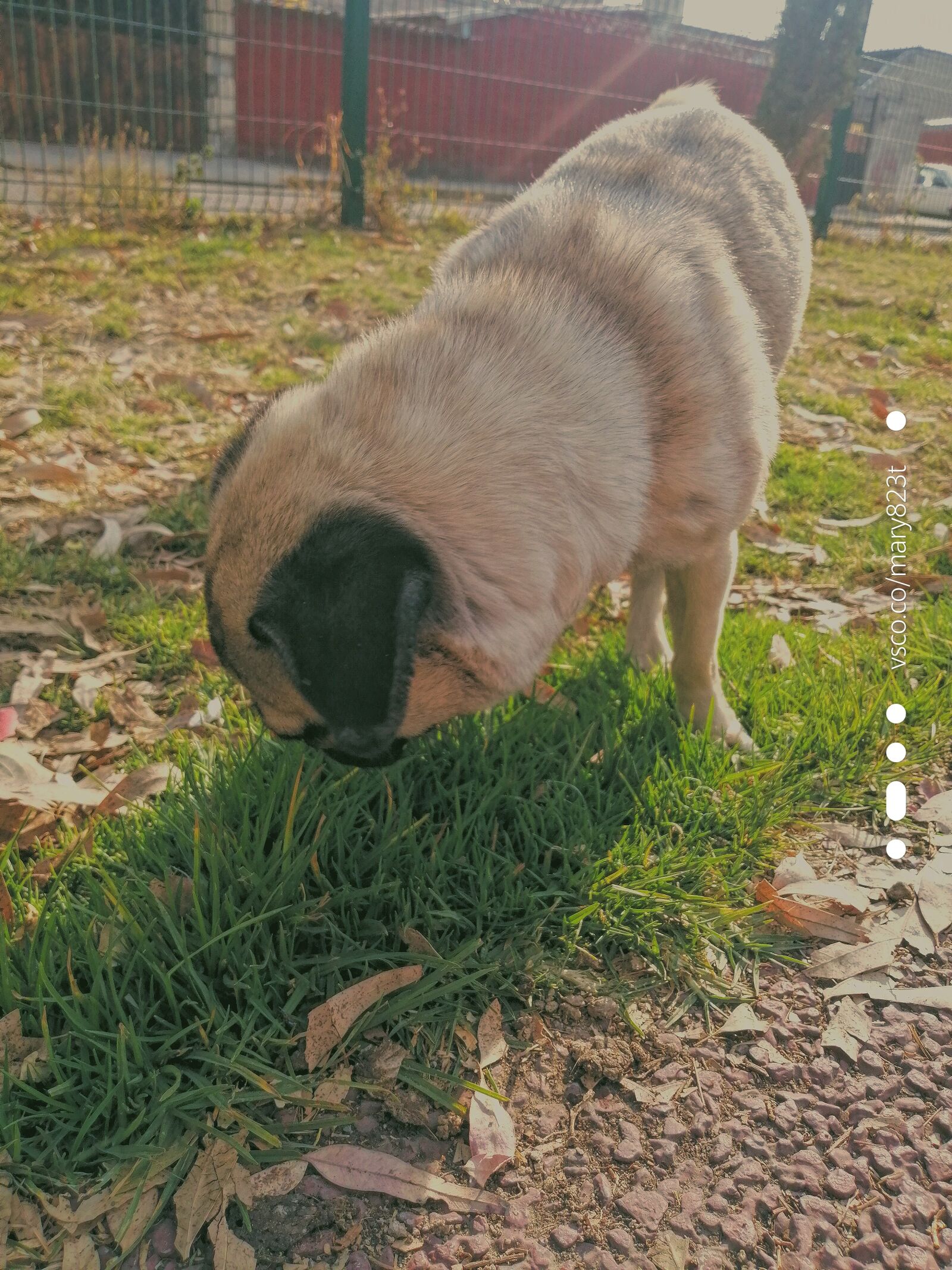 HUAWEI JKM-LX3 sample photo. Dog, nature, pug photography