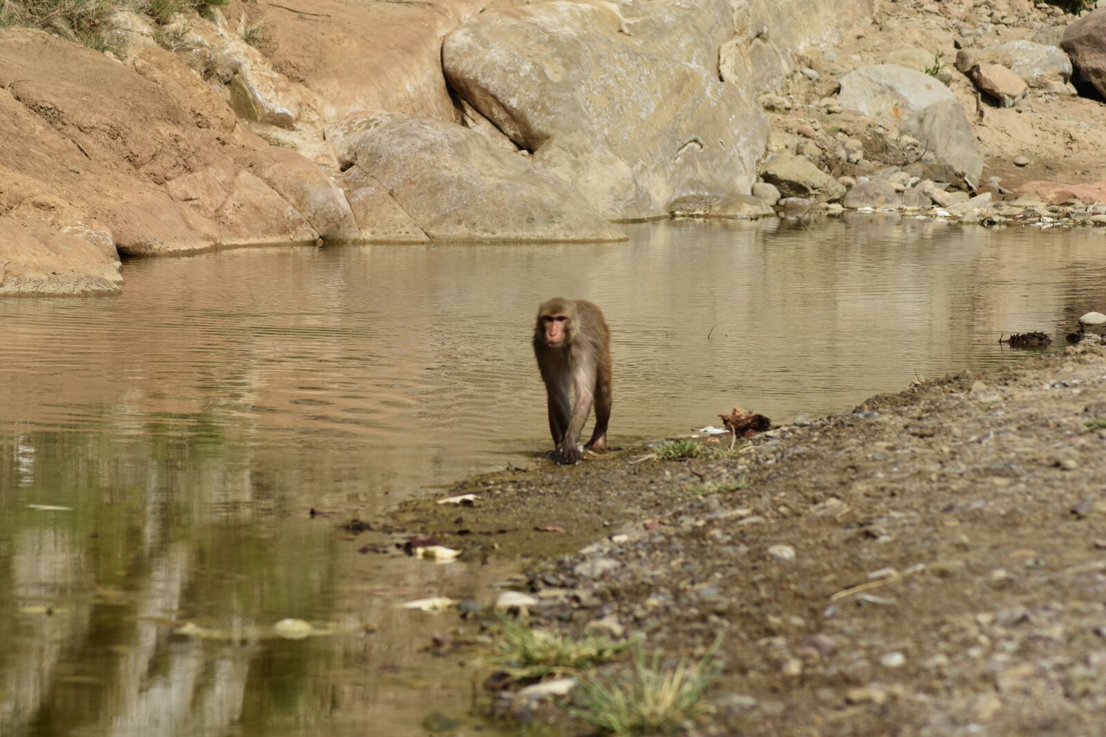 Nikon D3400 sample photo. Wildlife, monkey, coat baboons photography