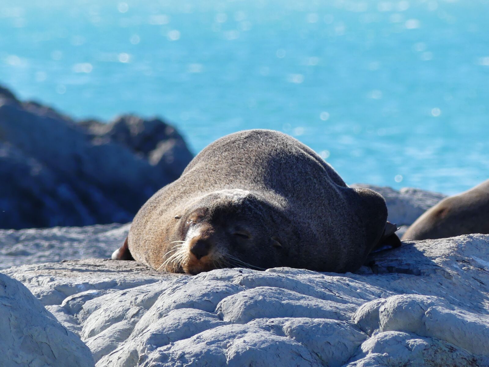 Panasonic Lumix DMC-FZ300 sample photo. Robbe, seal, sea lion photography