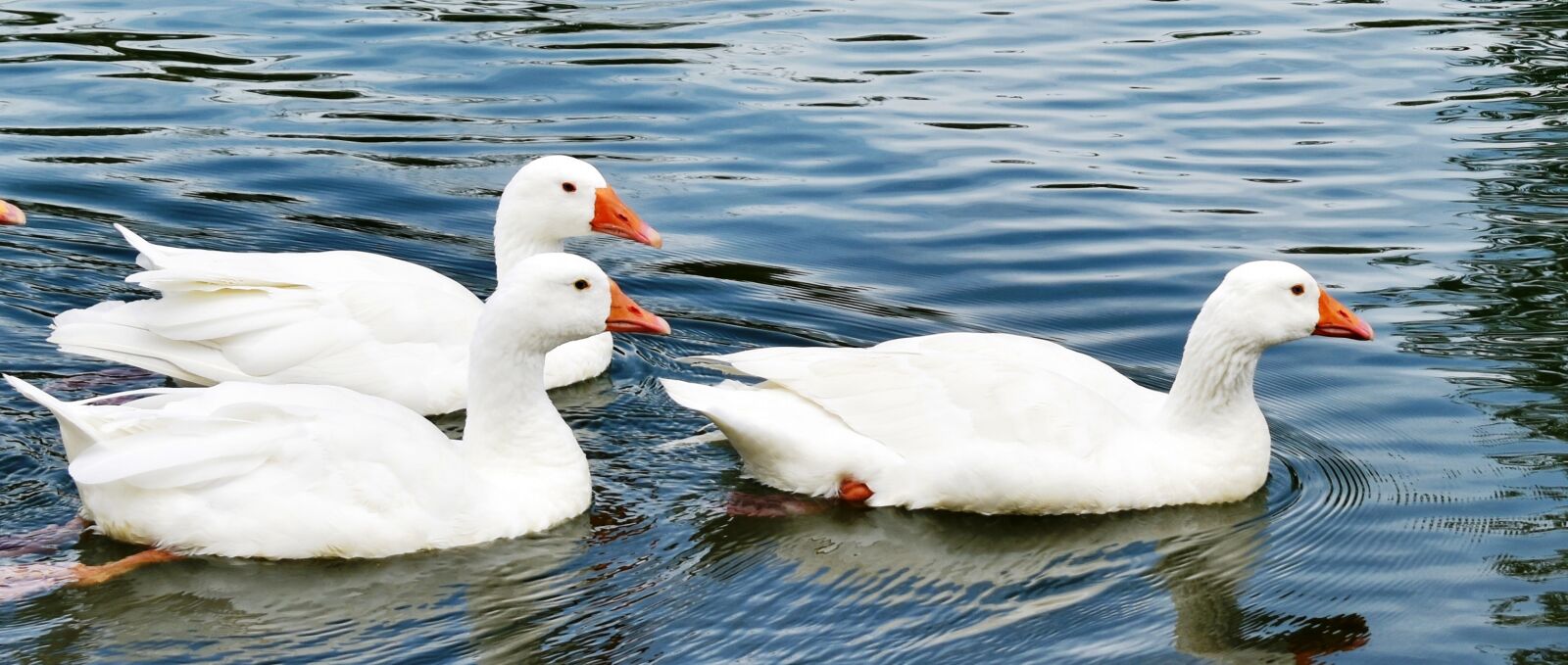 Nikon D3500 sample photo. Duck, water, park photography