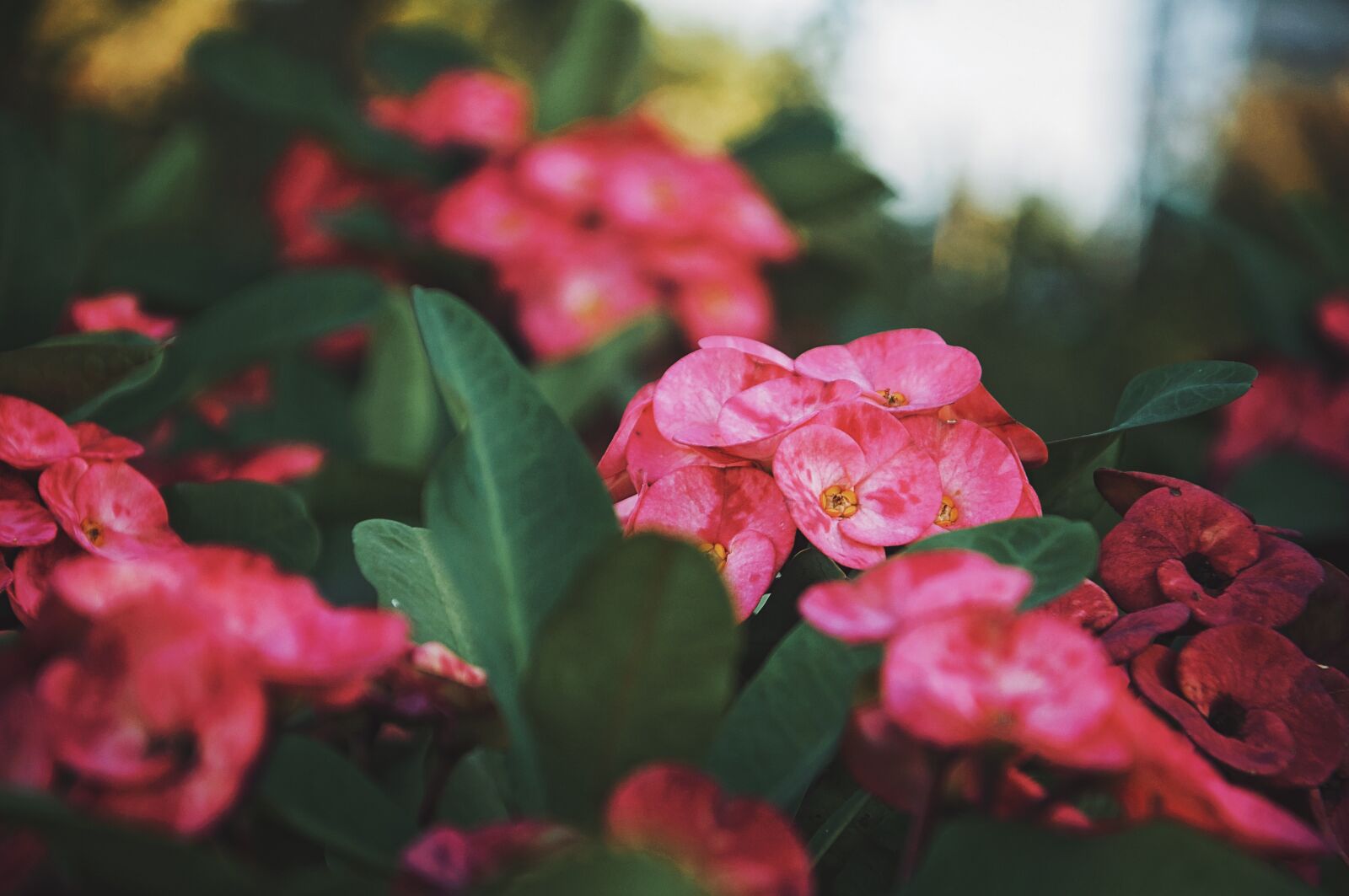 Nikon D300S sample photo. Flower, beautiful flowers, green photography
