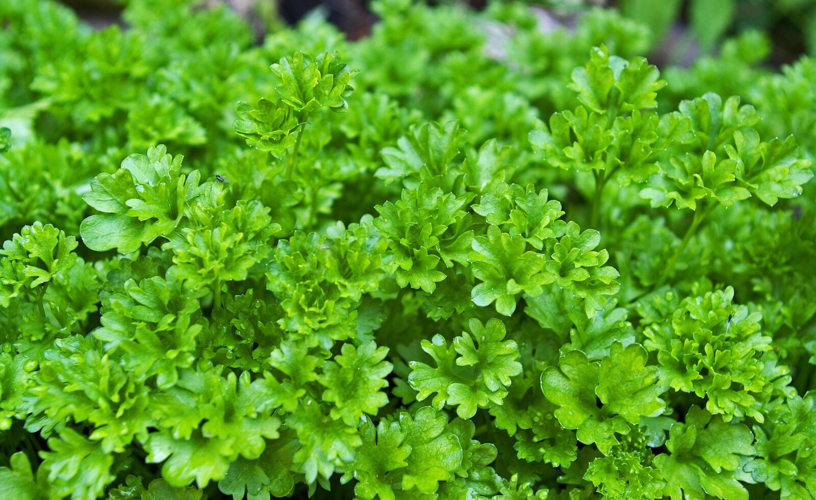 Pentax *ist DL2 sample photo. Parsley, herbs, plant photography