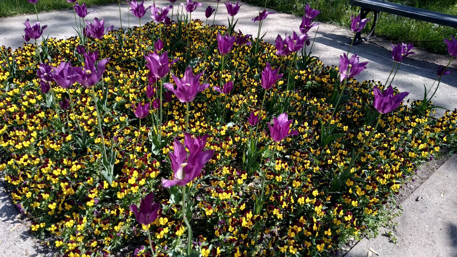 Xiaomi Mi A2 Lite sample photo. Tulip, violet, flowers photography