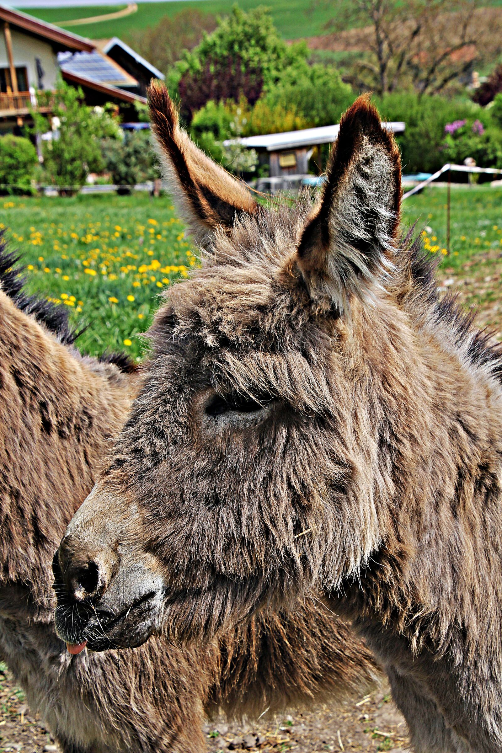 Canon EOS 60D sample photo. Donkey, dog eared, mane photography
