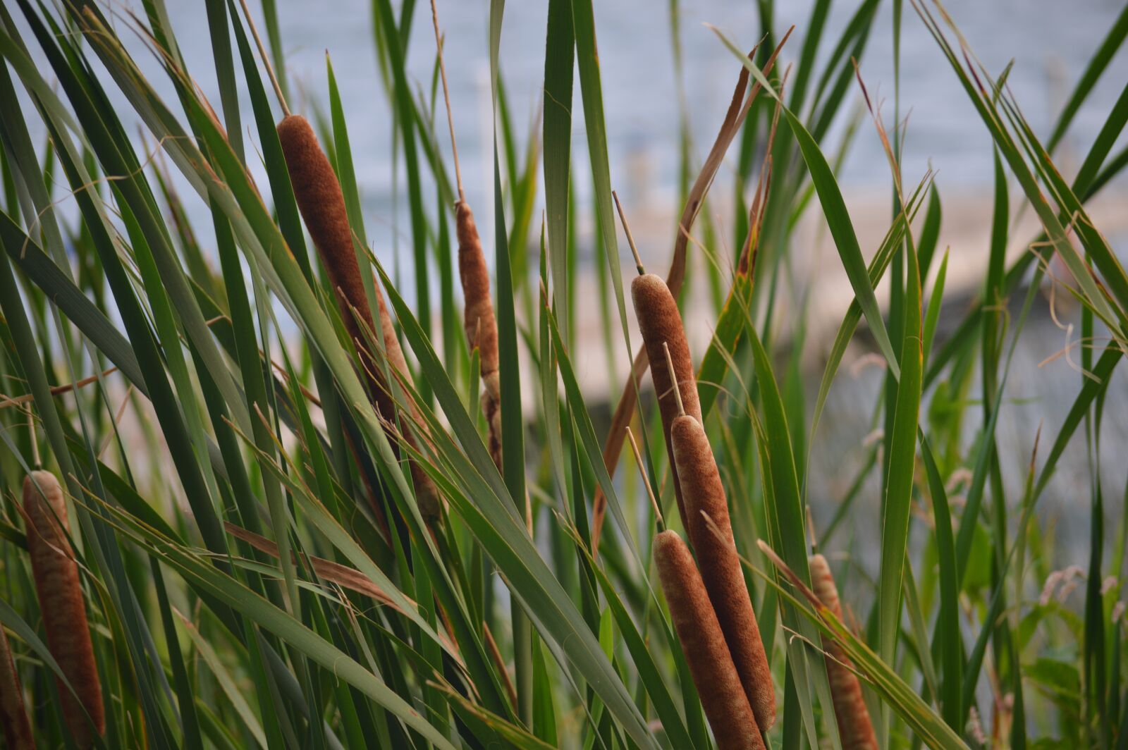 Nikon D3200 sample photo. Cattails, reeds, lake photography