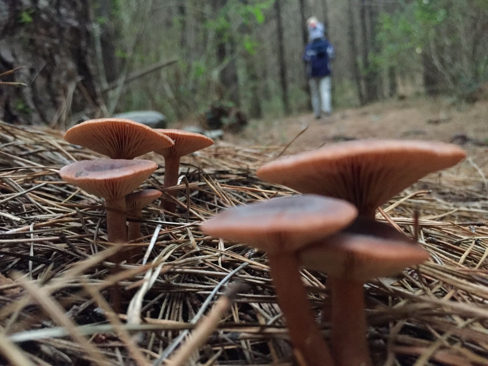 Apple iPhone 6 sample photo. Forest, fungi, green, leaves photography