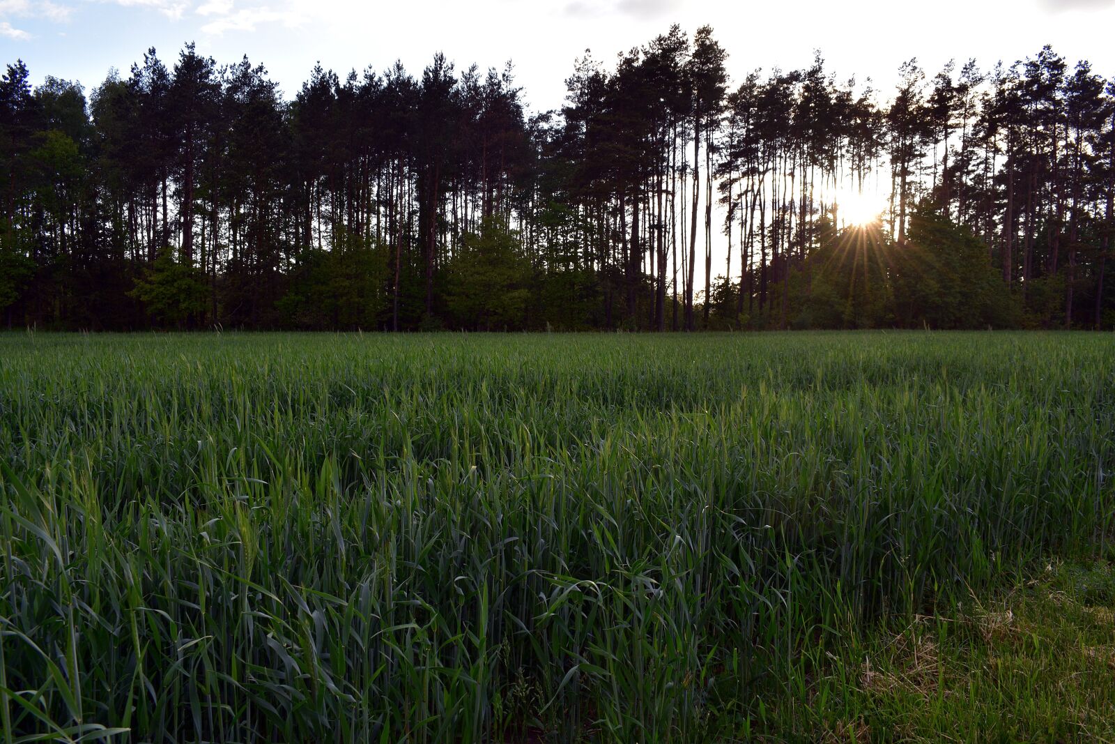 Nikon D3400 sample photo. Field, evening, west photography