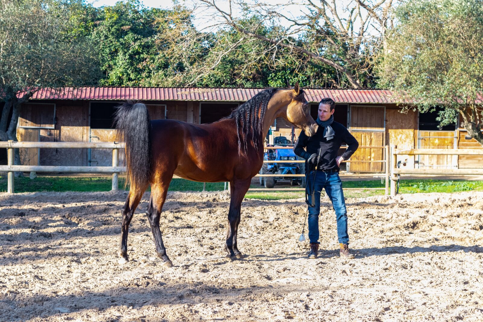 Nikon D850 sample photo. Pure-blood arab, horse, dressage photography