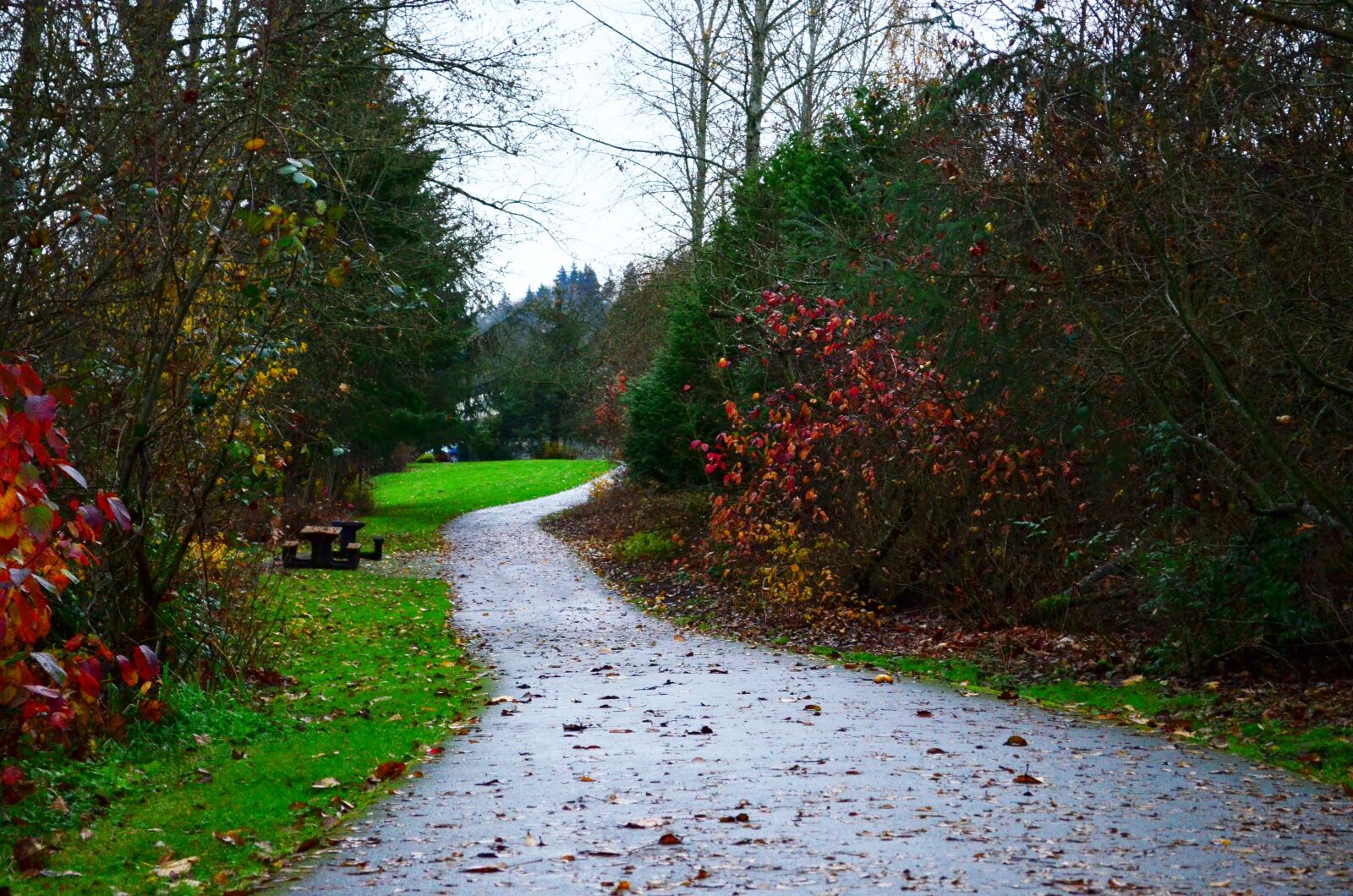Nikon D5100 sample photo. Path, trail, colorful photography