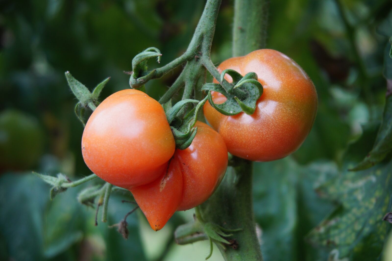 Sony a6000 sample photo. Tomatoes, fresh tomatoes, produce photography