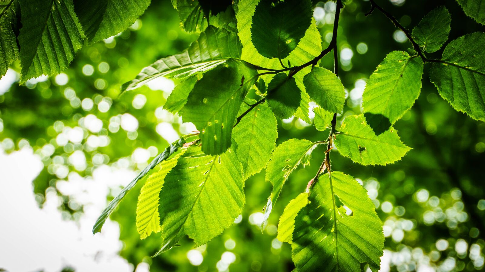 Sony a6000 sample photo. Leaves, green, summer photography