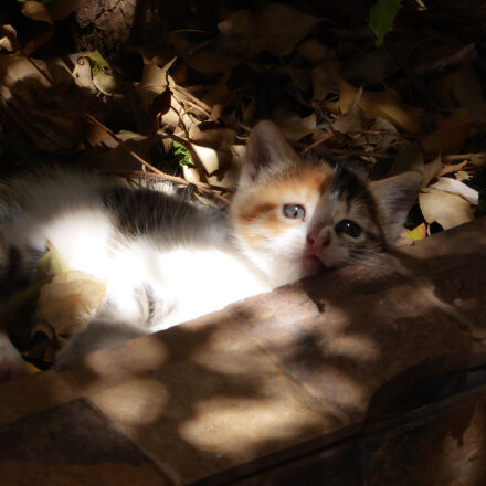 Panasonic Lumix DMC-ZS40 (Lumix DMC-TZ60) sample photos - ExploreCams