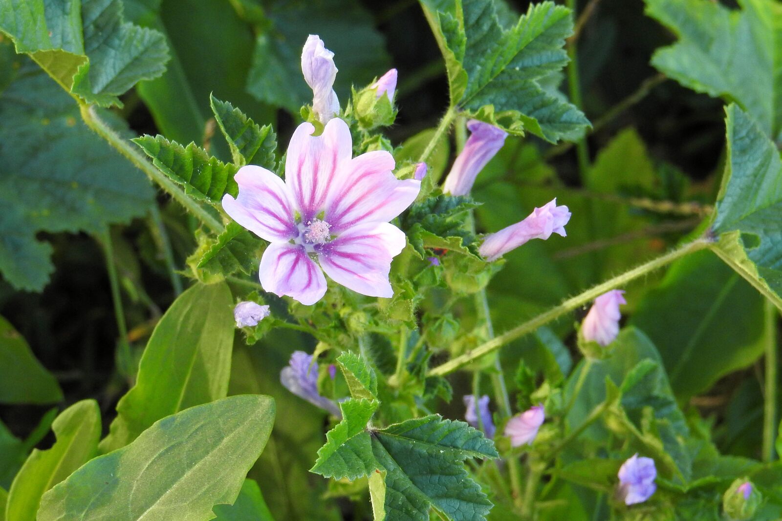 Nikon Coolpix P900 sample photo. Roses-mallow, sigmar herb, pointed photography