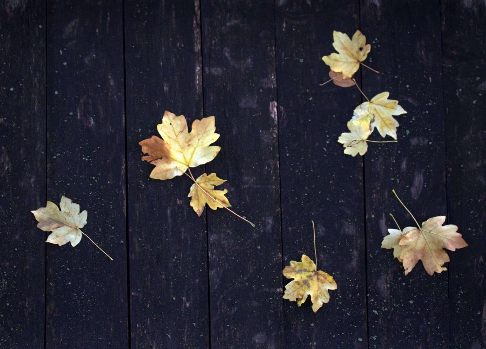 Canon EF-S 60mm F2.8 Macro USM sample photo. Leaves, yellow, roof photography