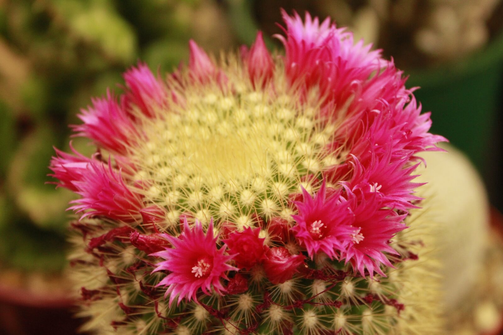 Canon EOS 550D (EOS Rebel T2i / EOS Kiss X4) sample photo. Cactus, plants, flower photography