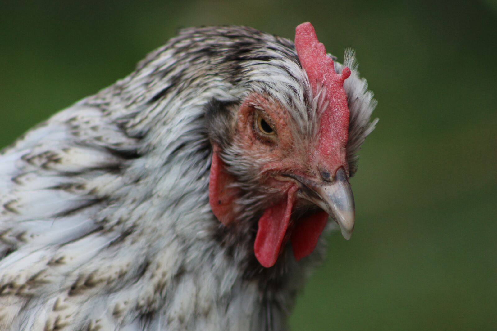 Canon EOS 700D (EOS Rebel T5i / EOS Kiss X7i) sample photo. Chicken, hen, poultry photography
