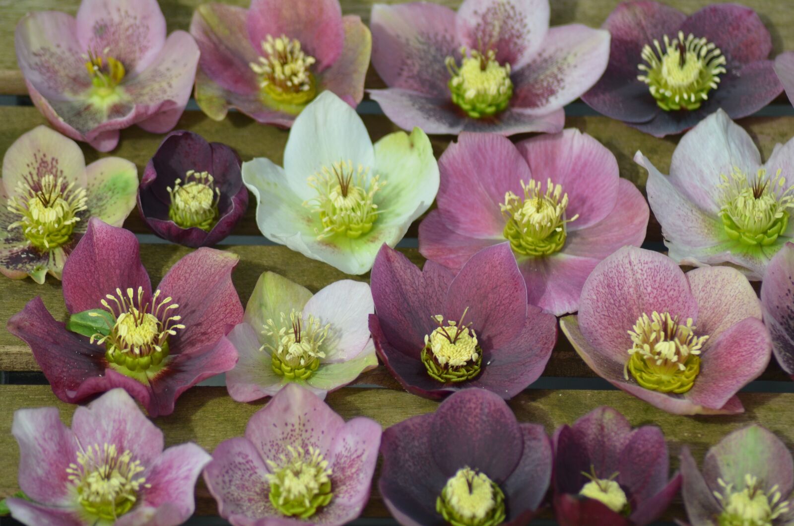 Nikon D5100 sample photo. Plant, hellebore, flower photography