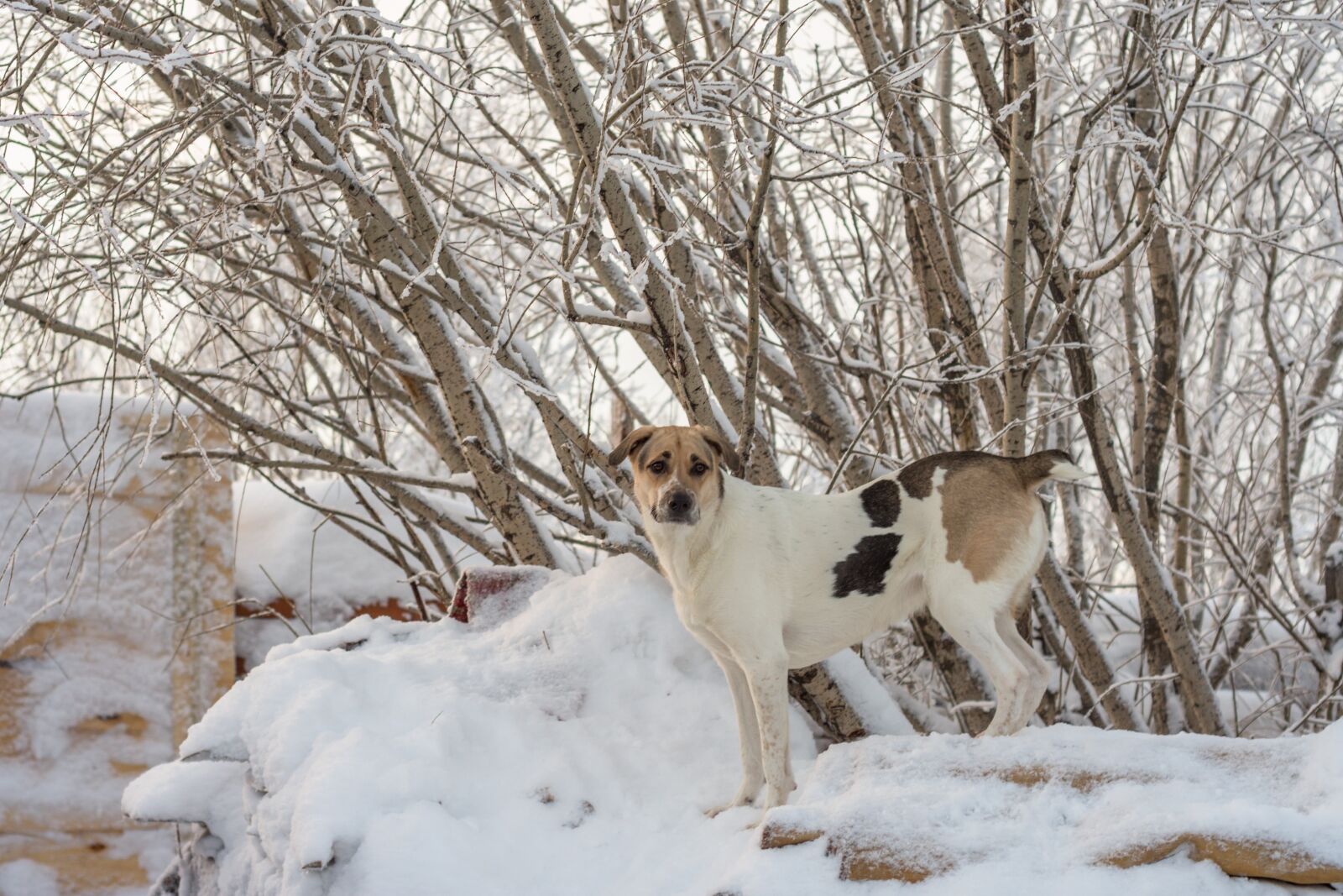 Nikon D7200 sample photo. Dog, winter, day photography