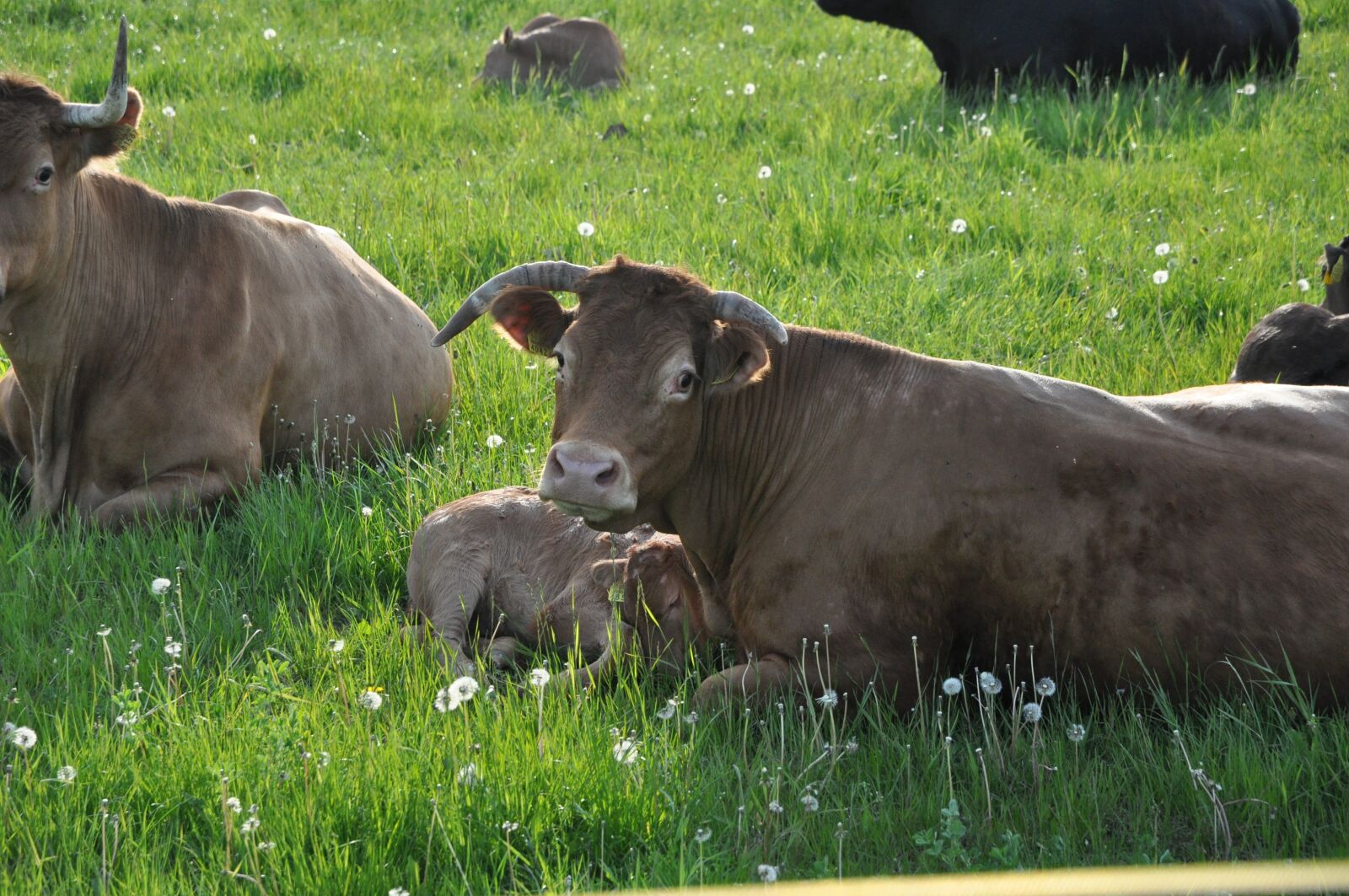 Nikon D90 sample photo. Agriculture, mother, cattle photography