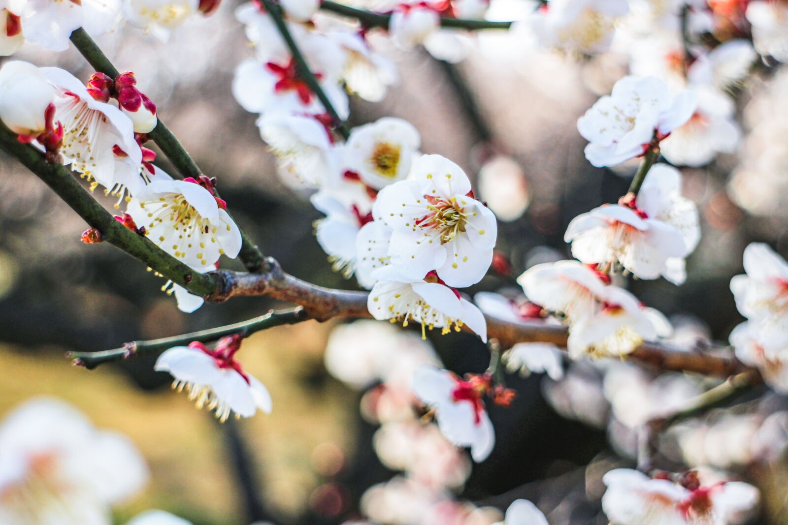 Canon EOS M2 + Canon EF-M 18-55mm F3.5-5.6 IS STM sample photo. Japan, plum blossom, plum photography