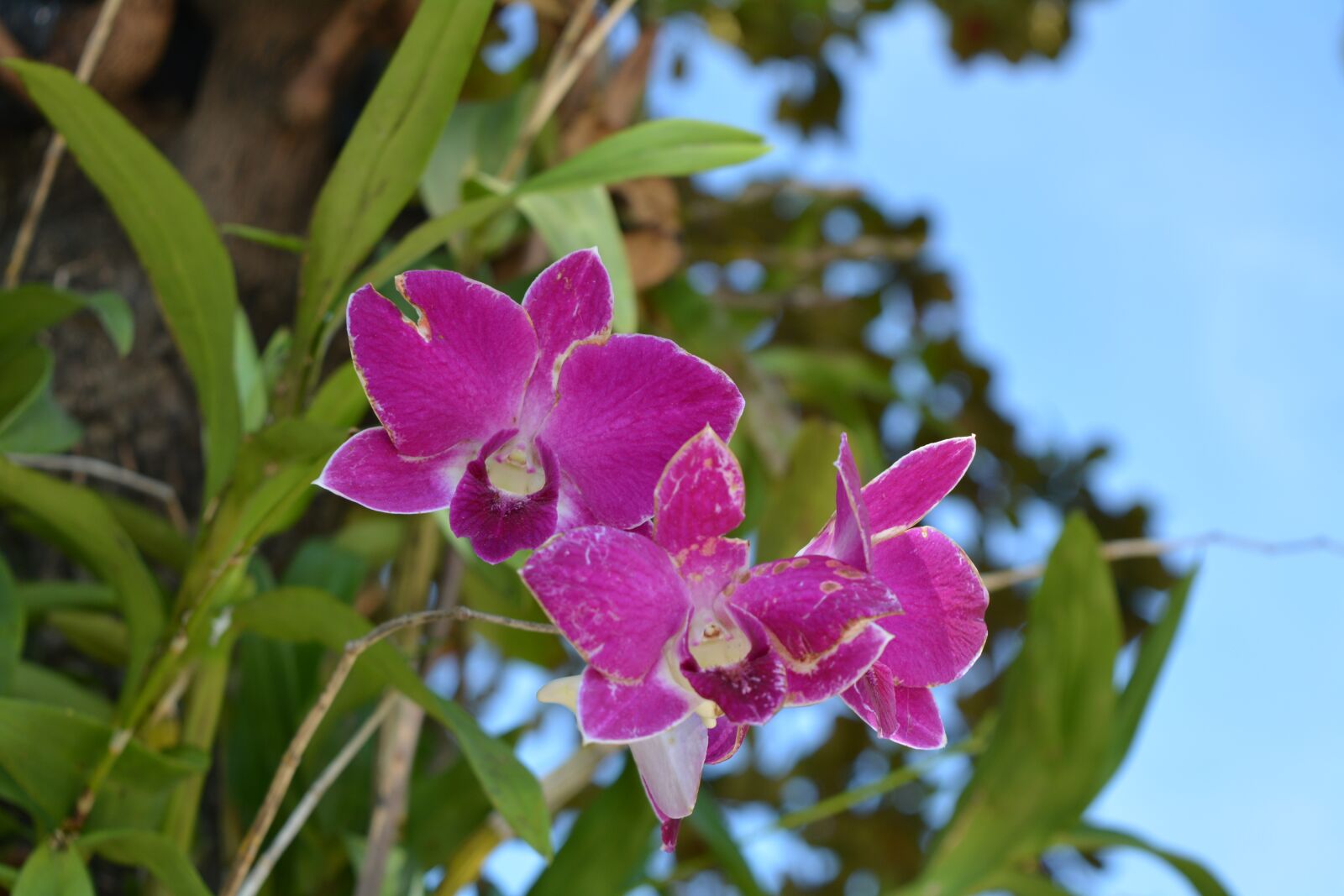 Nikon D7100 sample photo. Flowers, pink, thai orchid photography